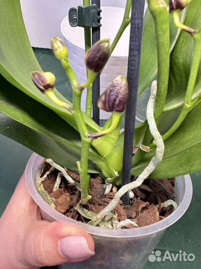 Орхидея фаленопсис