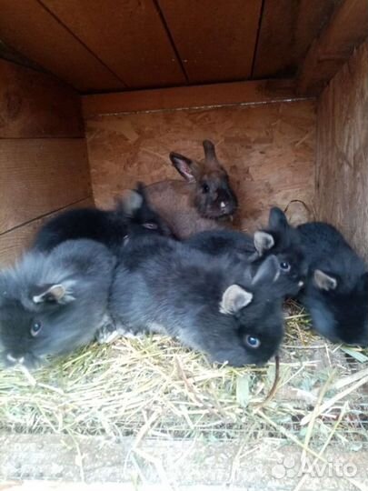 Декоративные кролики