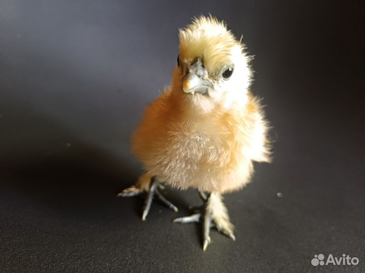 Китайский шёлковый абориген. И/Я