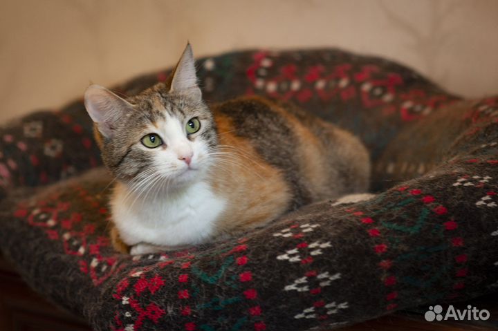 Трехцветная кошечка Лиза ищет дом