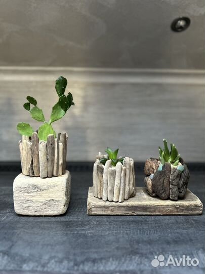 Композиция с кактусами и суккулентами