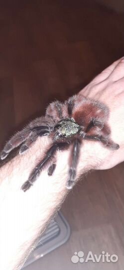 Паук-птицеед Caribena (Avicularia versicolor)