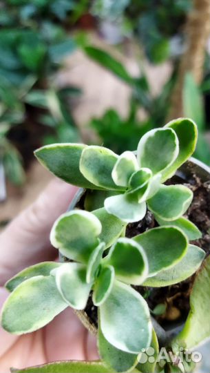 Крассулы вар. Минор и др