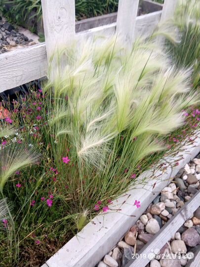 Декоративный злак. Многолетний