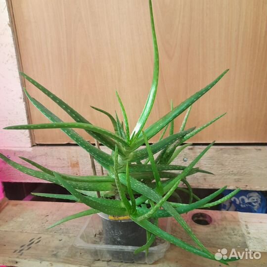 Алоэ