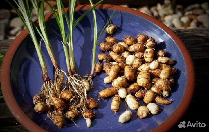 Чуфа (земляной миндаль)