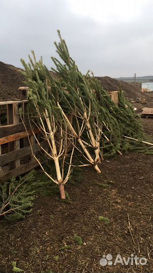 Вывезу елки