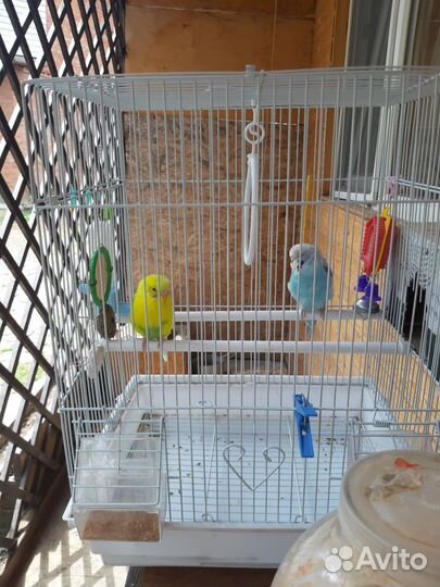 Продам пару попугайчиков