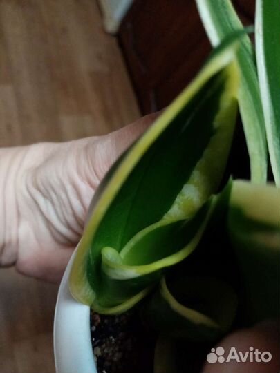 Сансевиерия ханни крео
