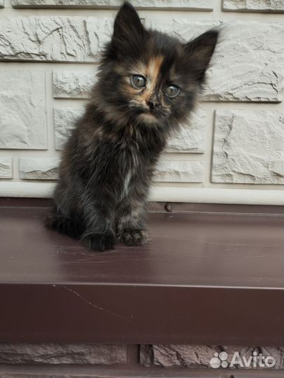 Кошечка в добрые руки