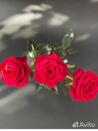 Розы из японской глины (1:1 как живые цветы)