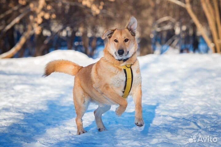 Собака из приюта в добрые руки