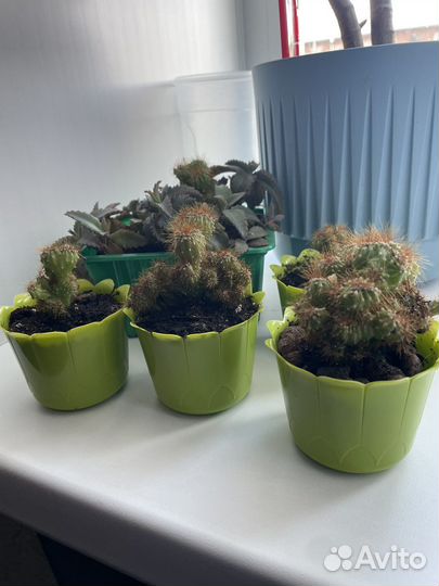 Кактусы и суккуленты