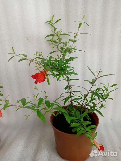 Гранат комнатный с цветами и плодами