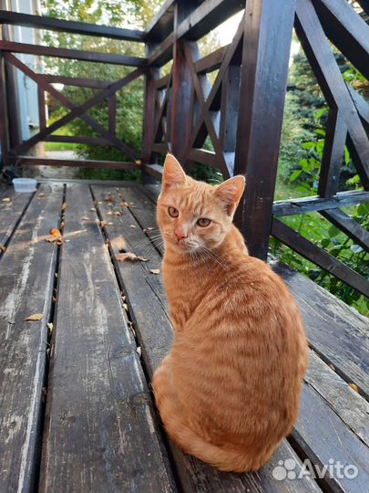 Котики в добрые руки