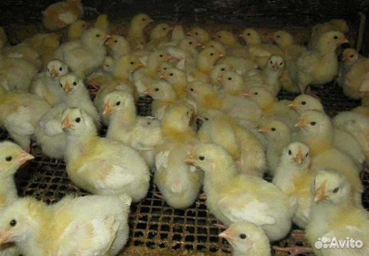 Бройлер, голошейка и т.д