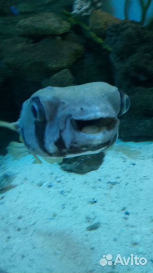 Аквариумные рыбки