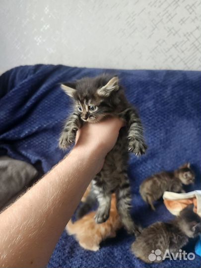 Котята бесплатно