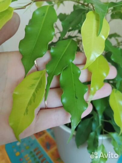 Фикус Бенджамина Голден Моник