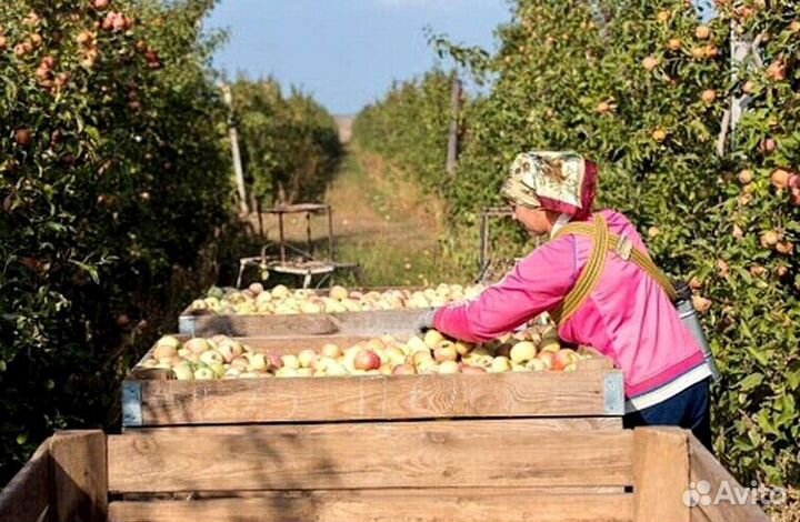 Вахта Сборщик яблок