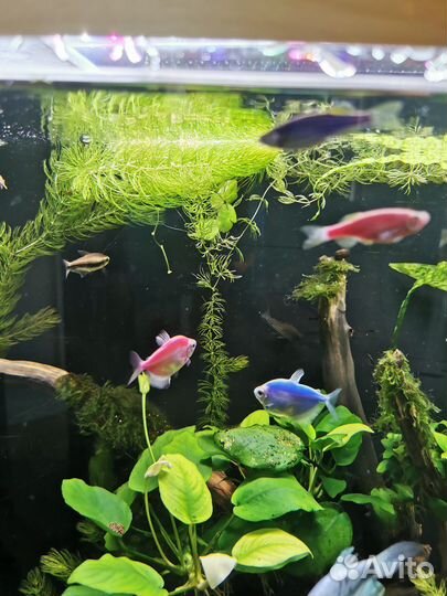 Аквариумные рыбки