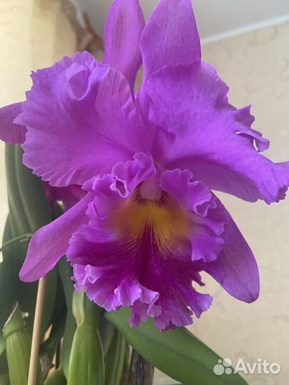 Орхидея каттлея