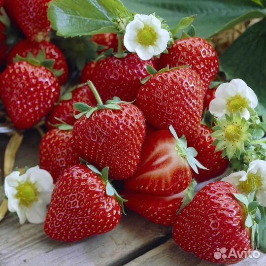 Клубника свежая