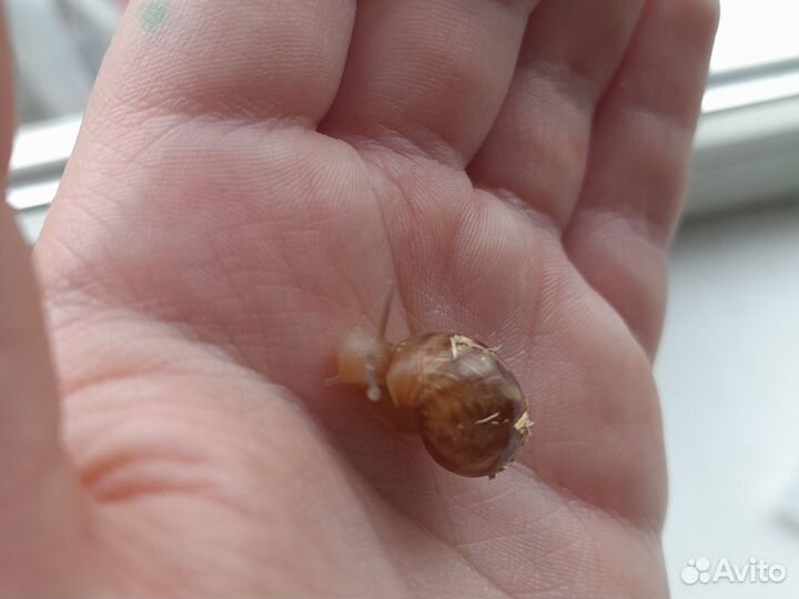 Улитка Ахатин