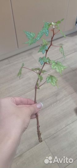 Бегония каудексная