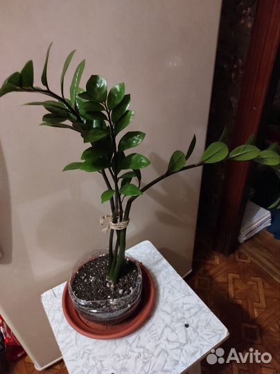 Замиокулькас