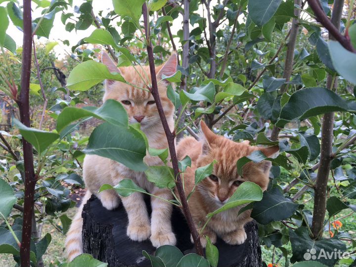 Классные дачные котята