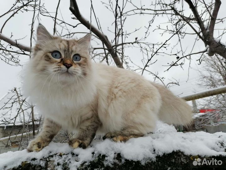 Невская маскарадная