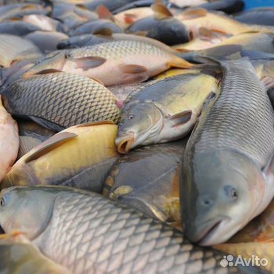 Продажа рыбы от производителя