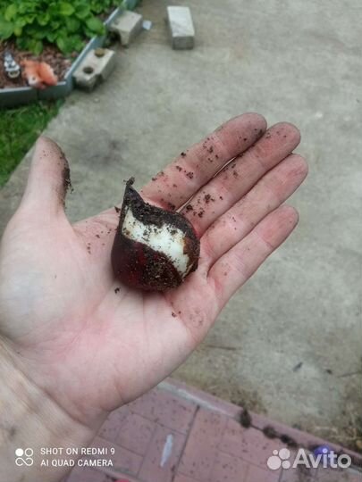 Луковицы тюльпанов