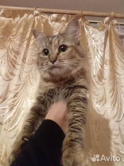 Отдам кошку