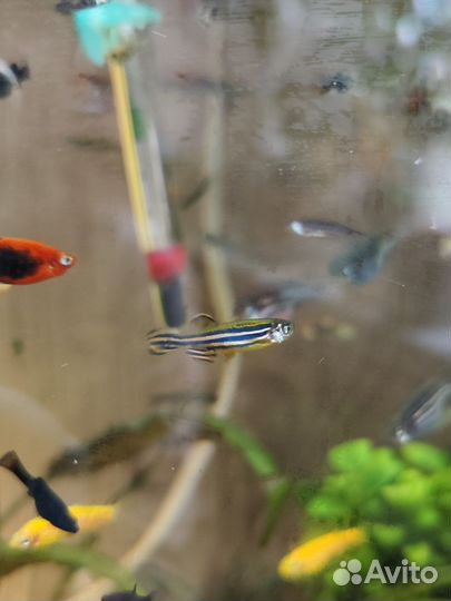 Данио, пецилии