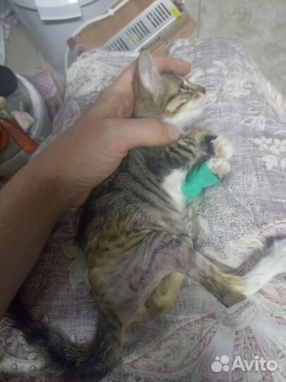 Котёнок Ива