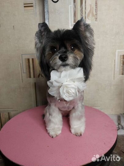 Стрижка собак и кошек.Грумер