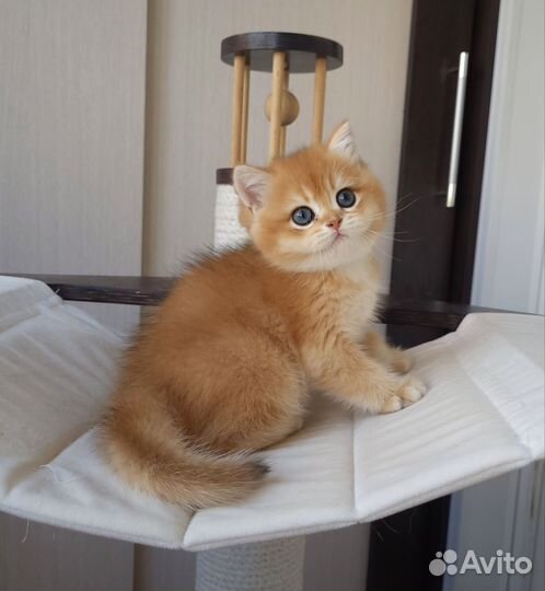 Элитные британские котята из питомника