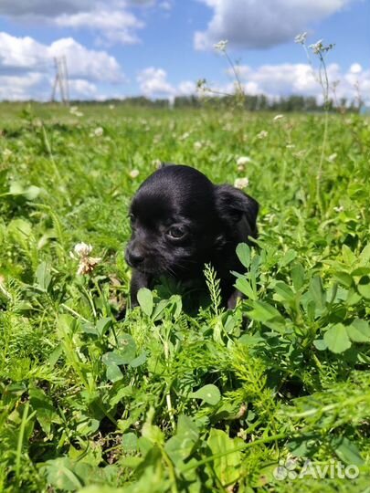 Собаки щенки