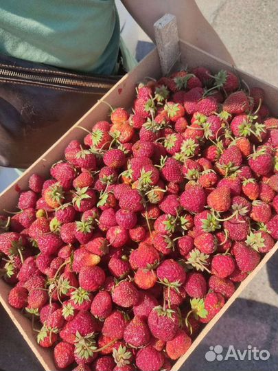 Клубника 700 оптом