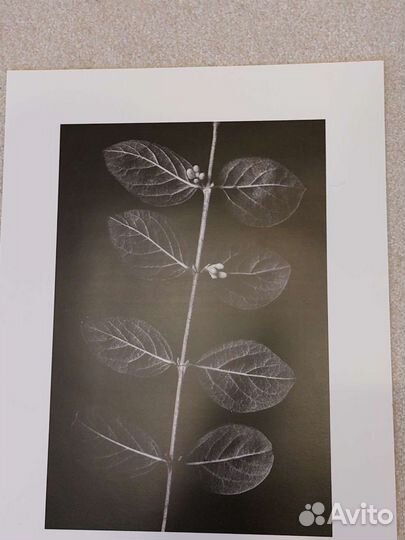 Картины и постеры