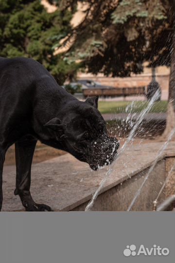 Вязка итальянский кане корсо