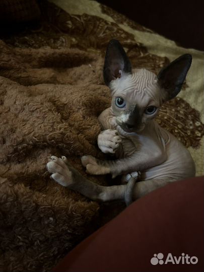 Канадский сфинкс котенок