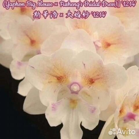 Орхидея Tying Shin Swallow