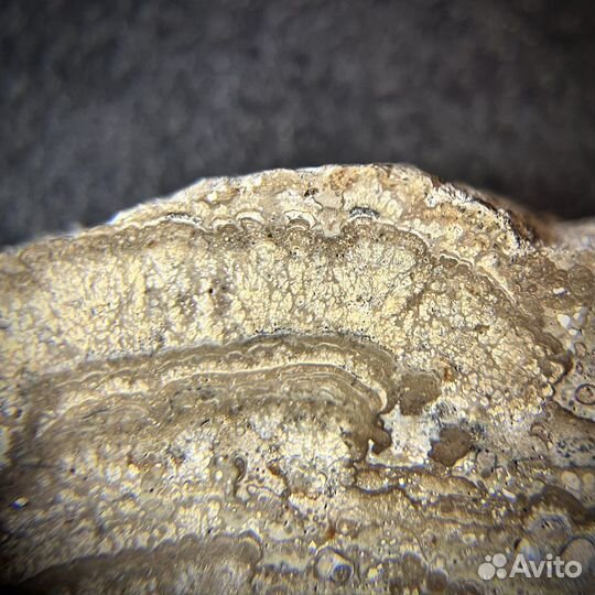 Строматолиты окаменелость ископаемое