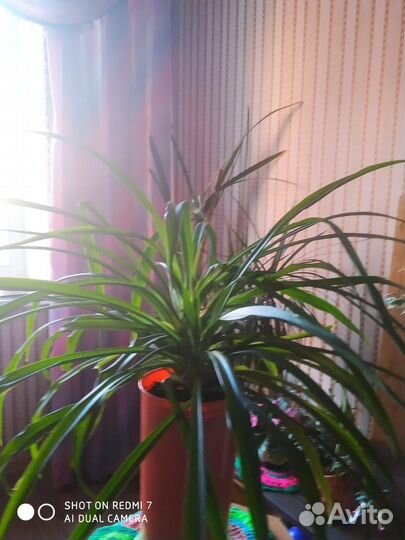 Хлорофитум