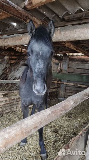 Лошадь кобыла