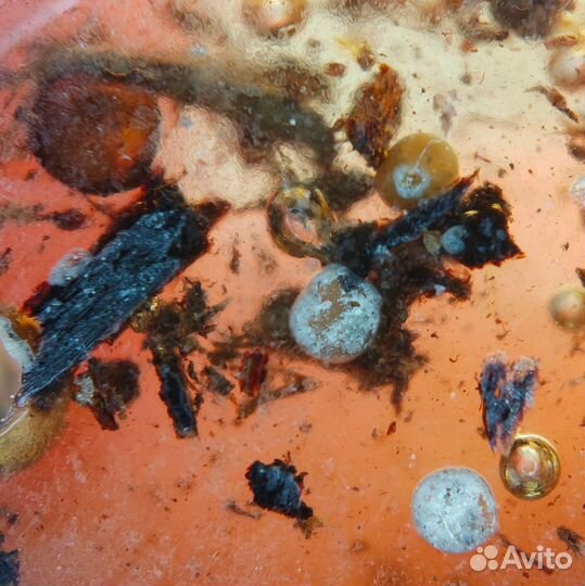 Инклюз - 2 моли и древесина / Окаменелости