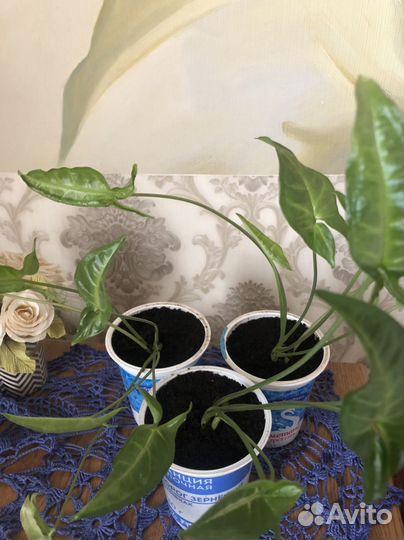 Сингониум отростки